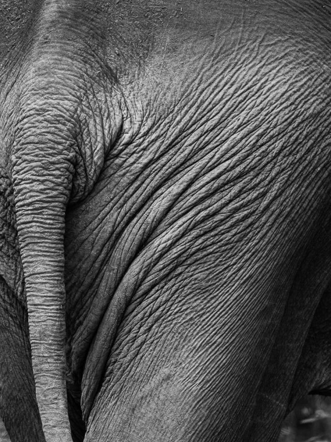An Elephant&#039;s Tale.jpg