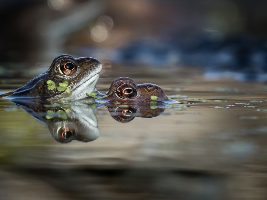 Frogs Spawning.jpg