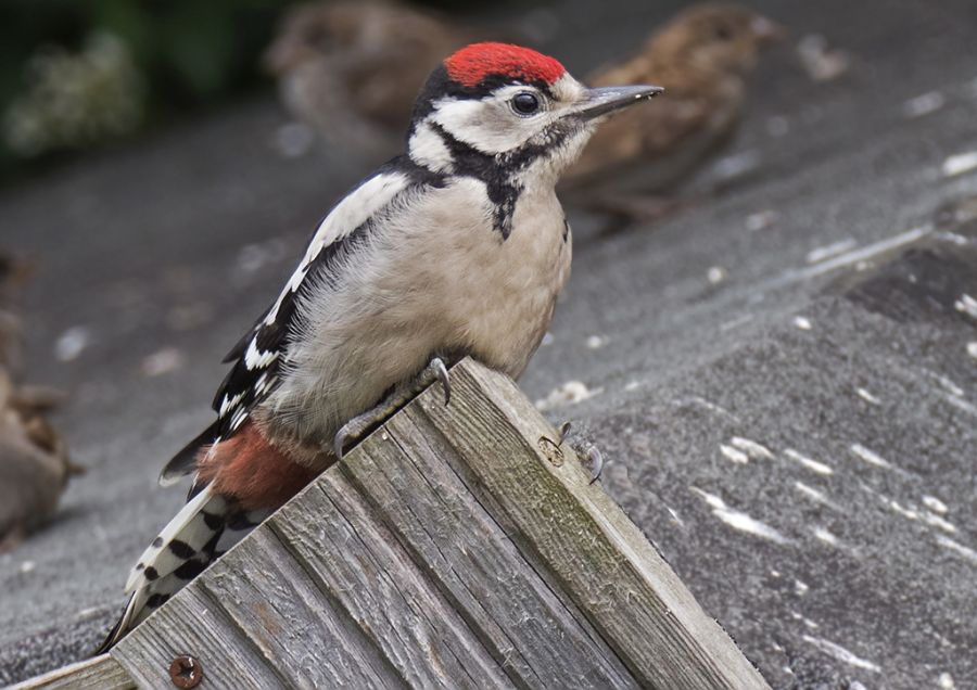 Juvenile Woodpecker Red Cap.jpg