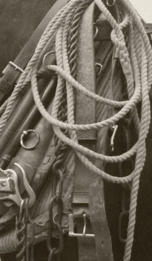 Bridle, Ropes And Chains On A Working Horse.jpg