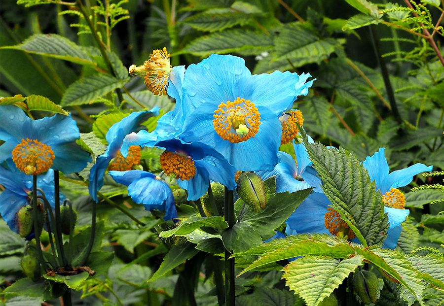 Blue Poppies Iceland.jpg