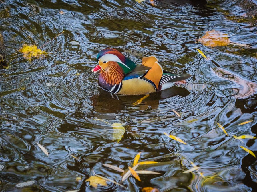 Natural Colours Of A Mandarin Duck.jpg