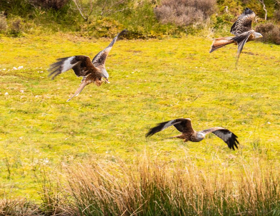 Red Kites Feeeding.jpg