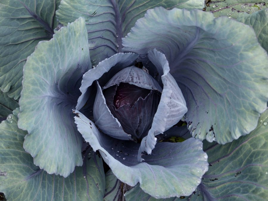 Cabbage Patch.jpg