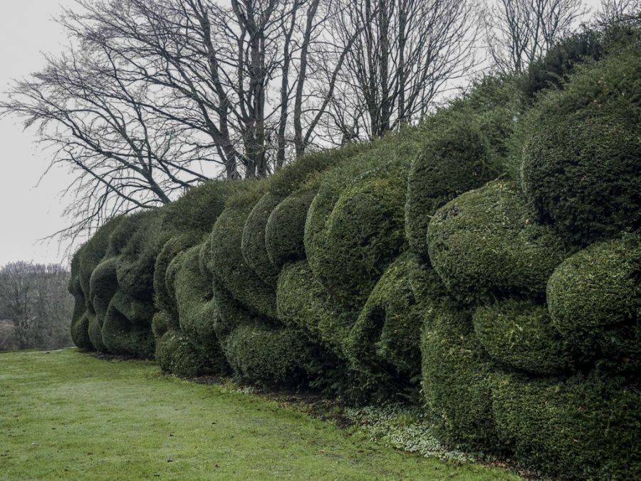 Curvy Hedge.jpg