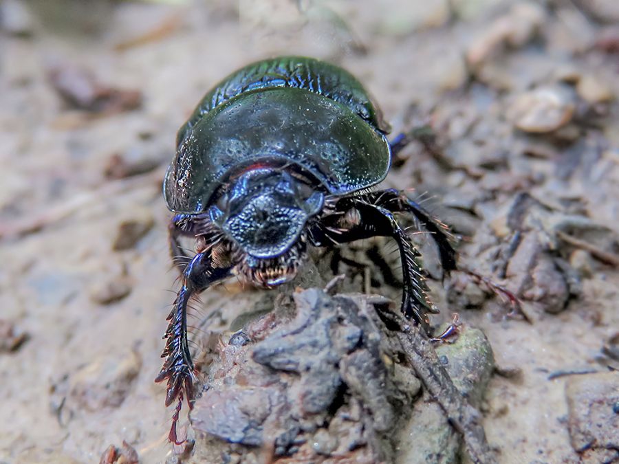Dung-Beetle.jpg