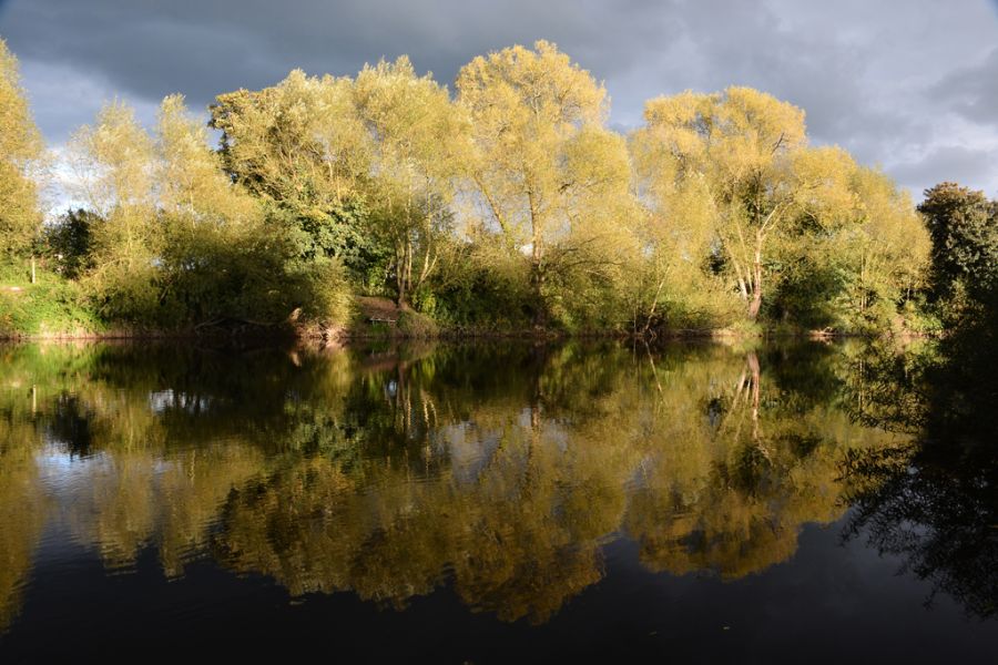 Autumn Trees.jpg