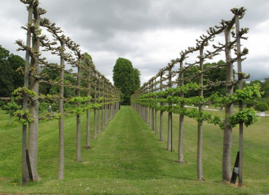 Avenue Of Trees.jpg