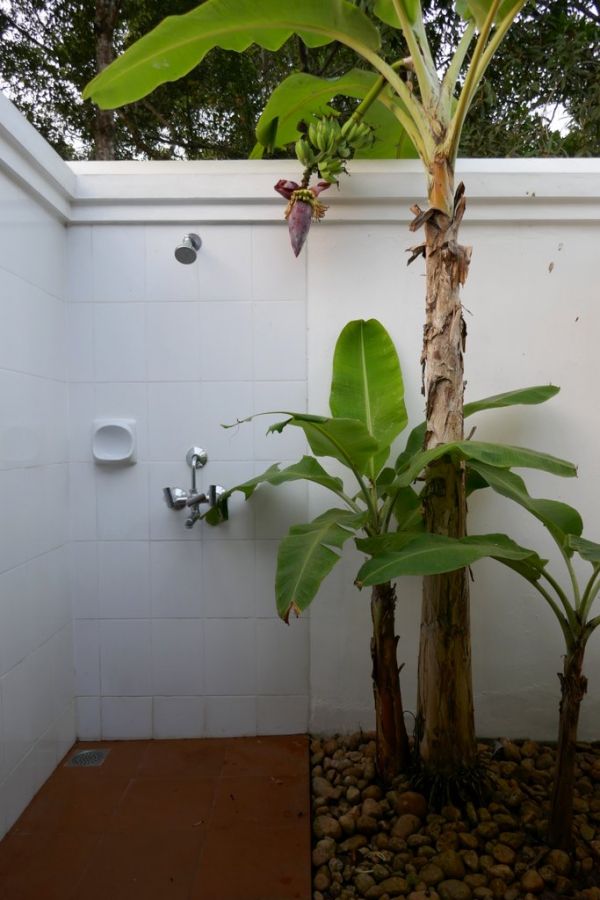 Banana Palm Shower!.jpg