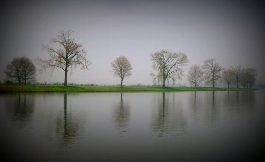 Trees In Reflection.jpg