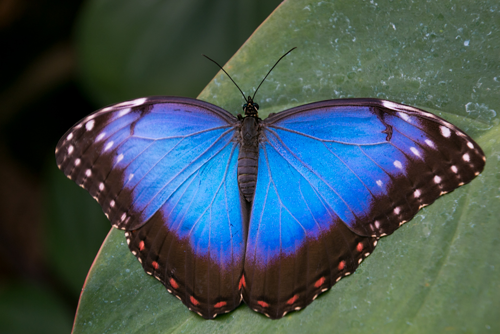 Blue-Morpho-Butterfly.jpg