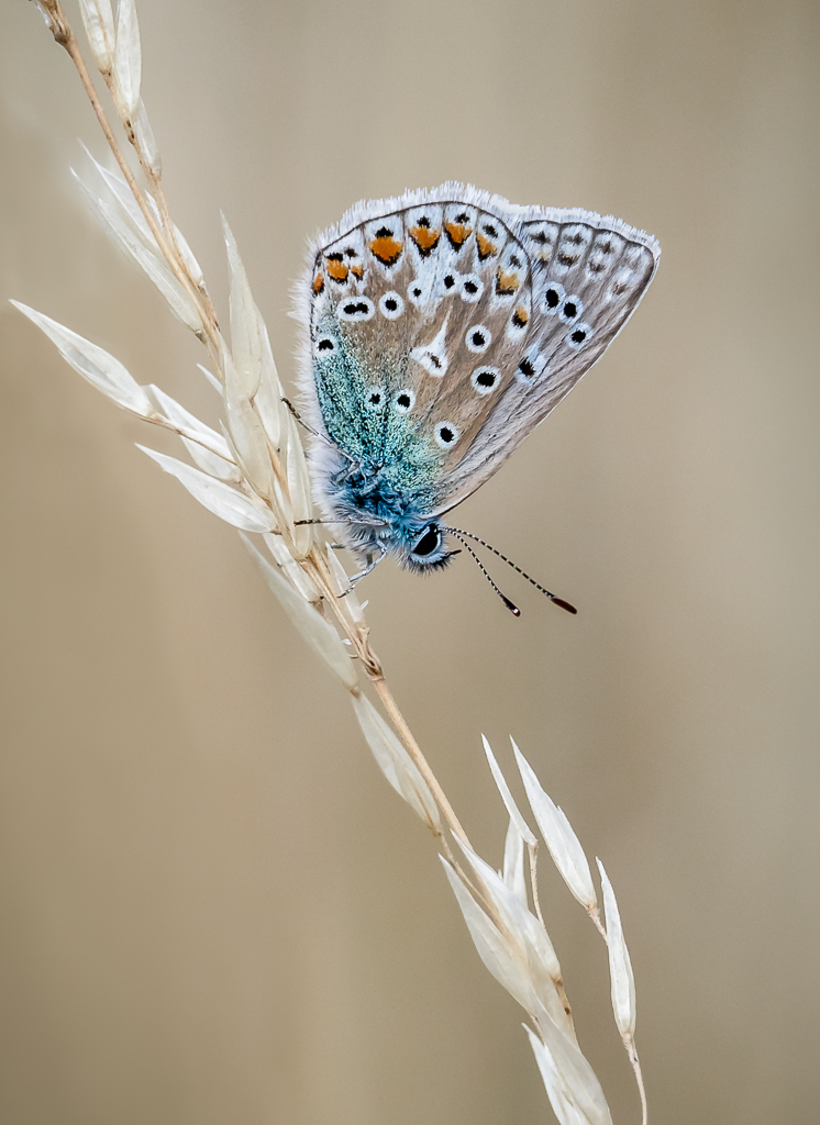 Common Blue.jpg