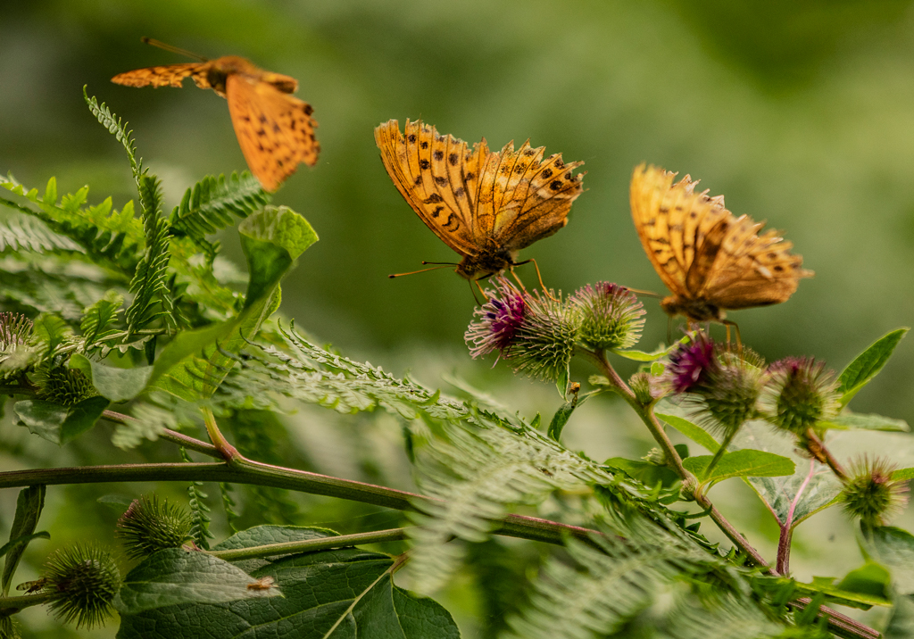 End-of-season-Silverwashed-Fritillaries.jpg