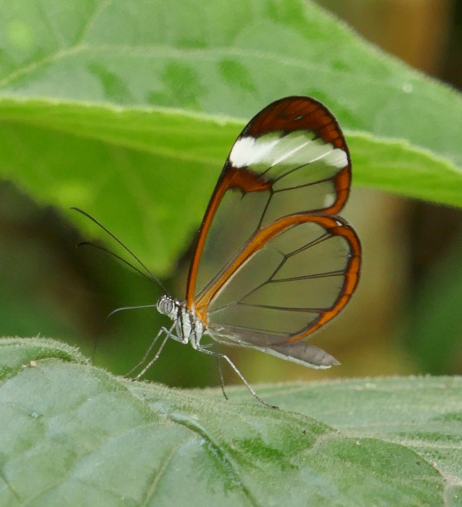 Glasswing butterfly.JPG