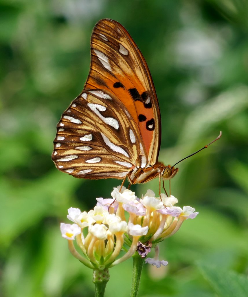 Gulf Fritillary.JPG