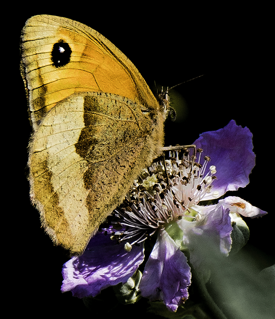 Meadow brown on blossom.jpg