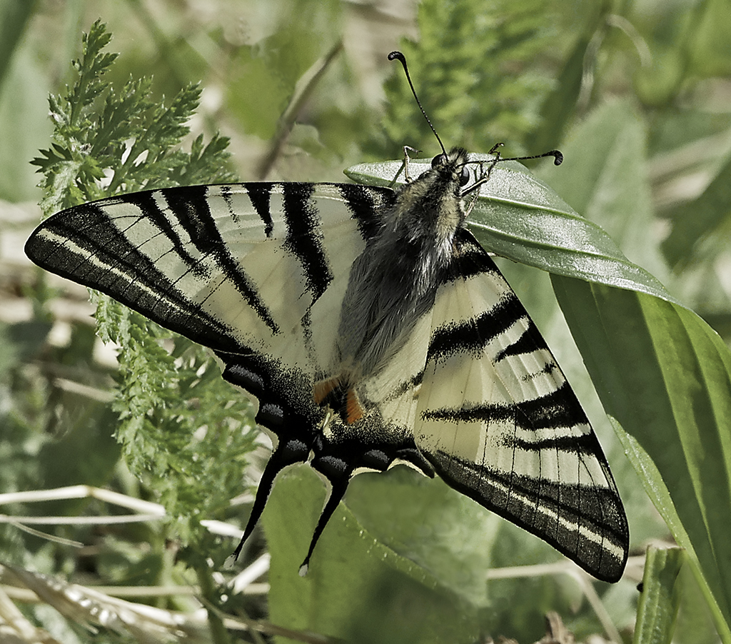 Swallowtail Slovenia2.jpg