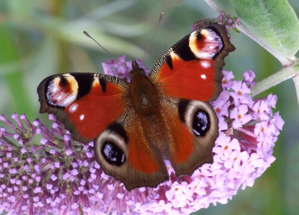 The beautiful Peacock.jpg