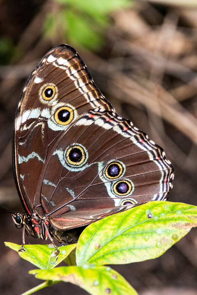 Underside-of-Blue-Morpho-Butterfly.jpg