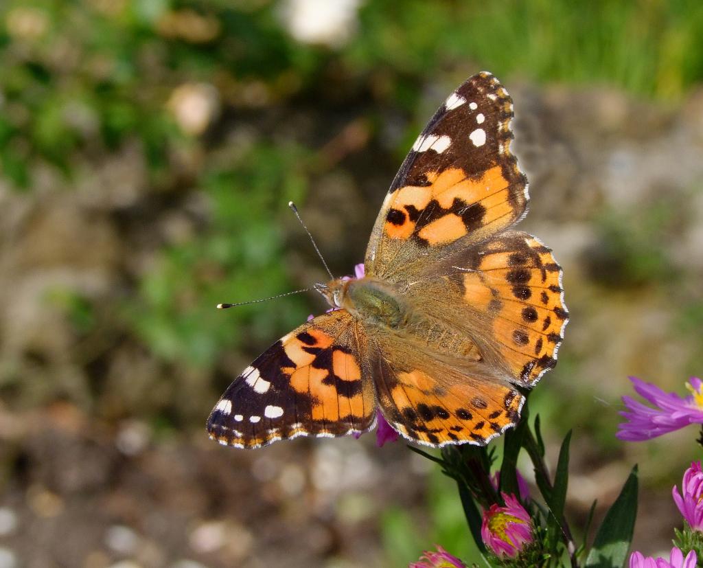 painted lady 2.jpg