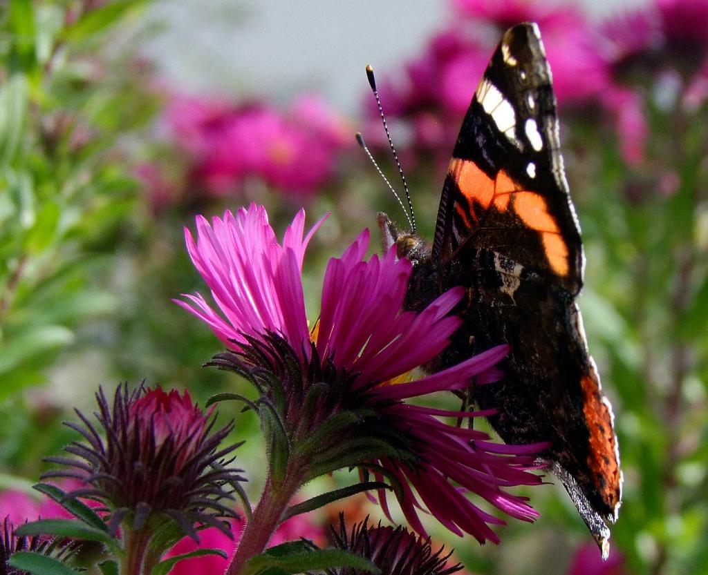 red admiral 1.jpg