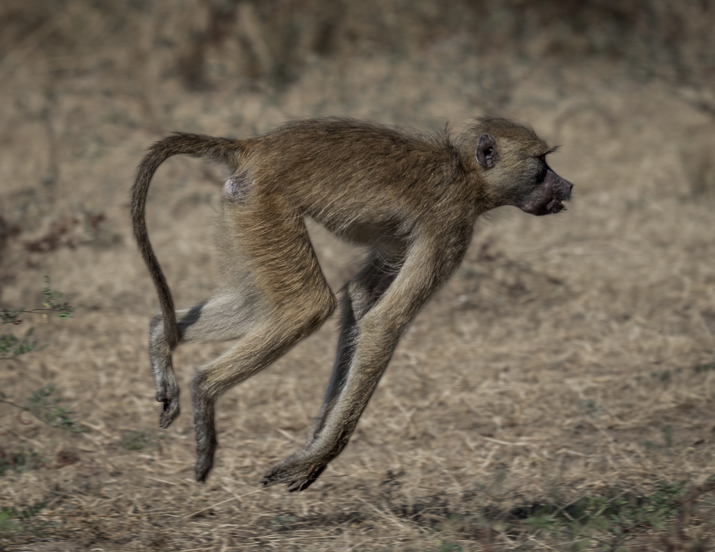 Baboon in motion.jpg