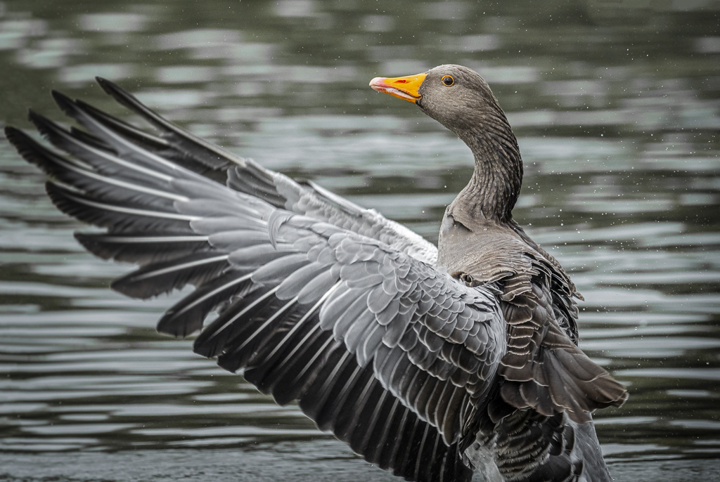 Greylag.jpg