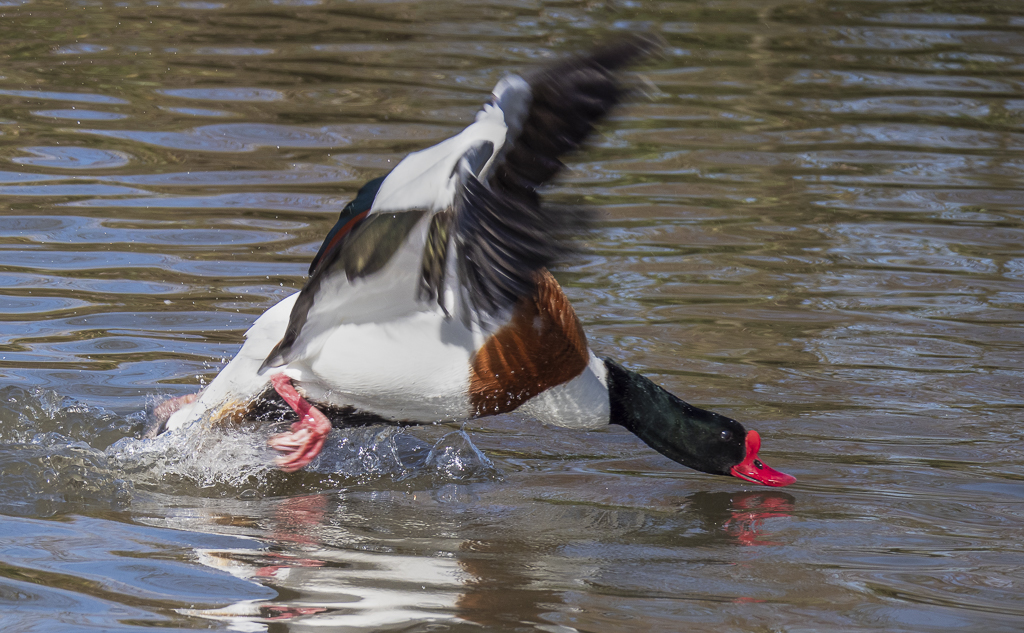 Shelduck treading water.jpg