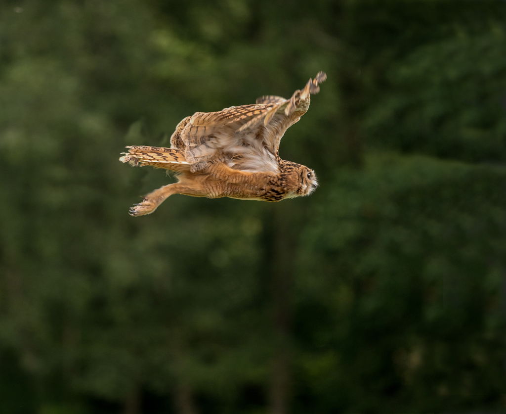Tawny owl in a hurry.jpg
