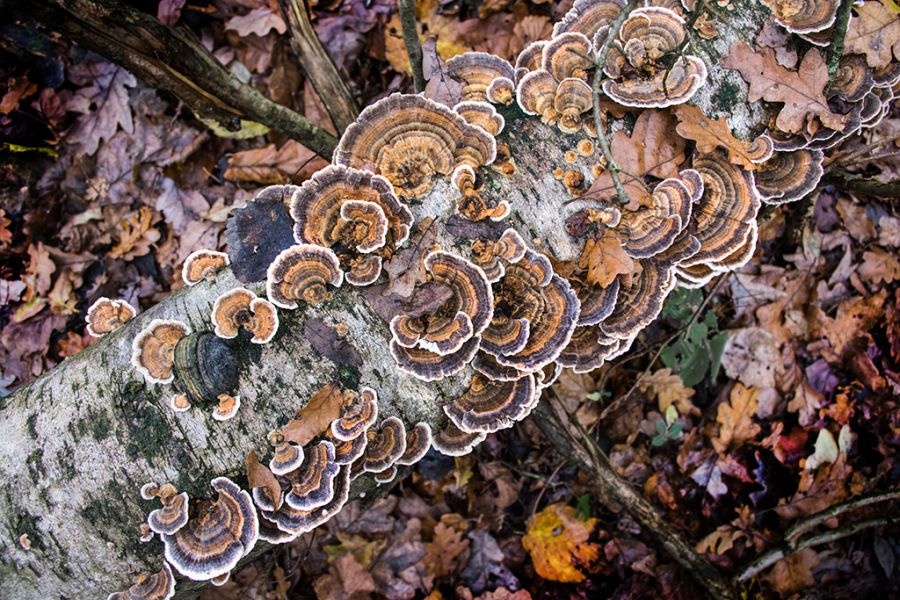 Fungi On A Tree.jpg