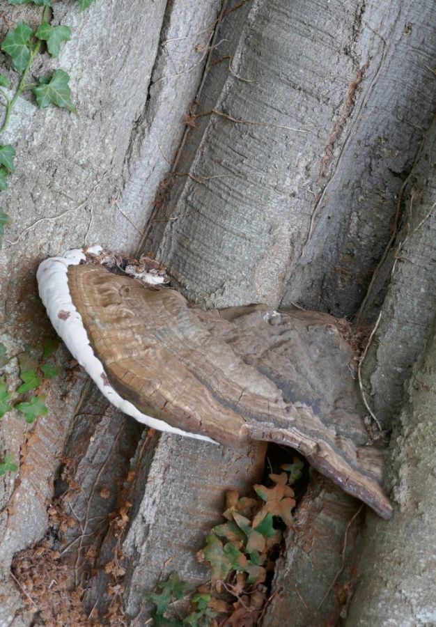 Tree Fungi.jpg