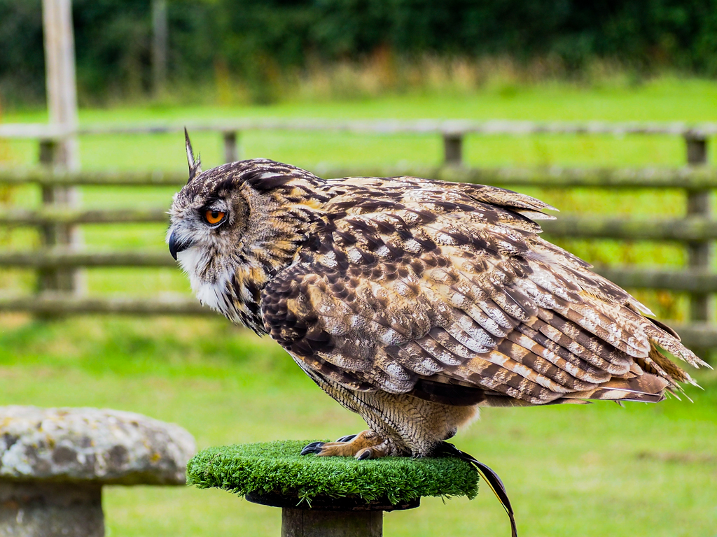 Eagle owl.jpg