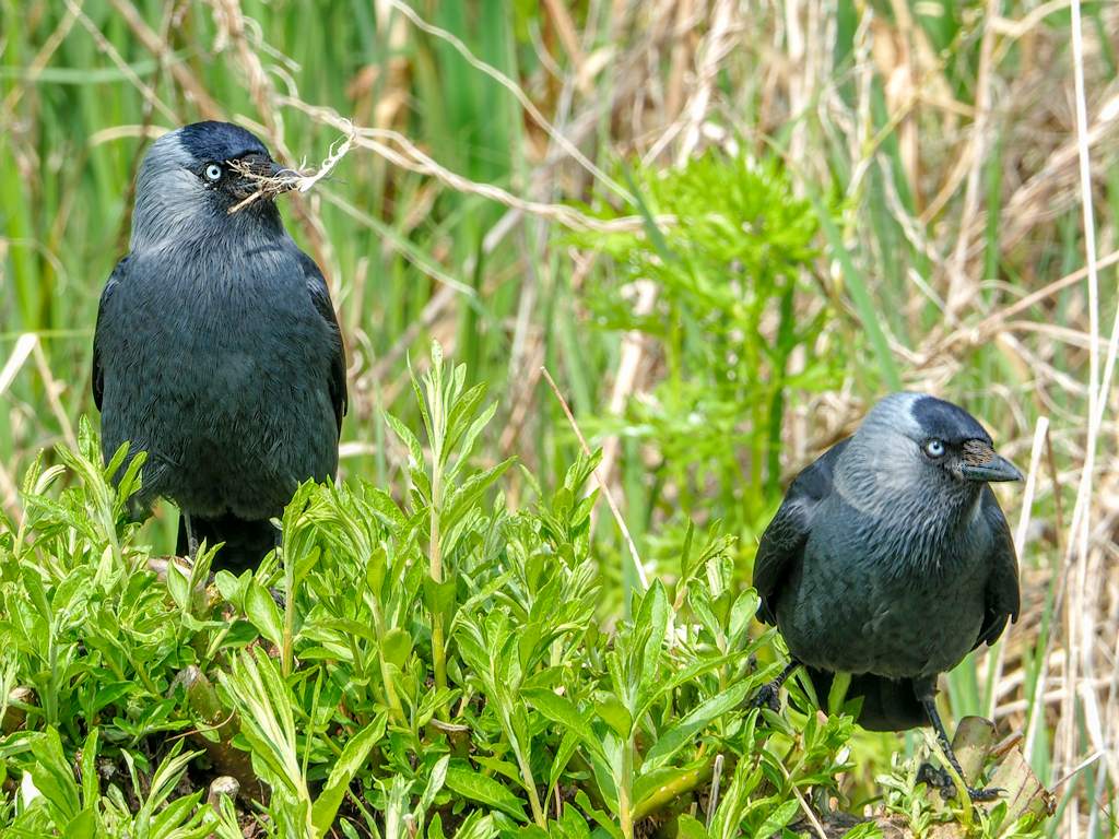 Jackdaws Nest-Building.jpg