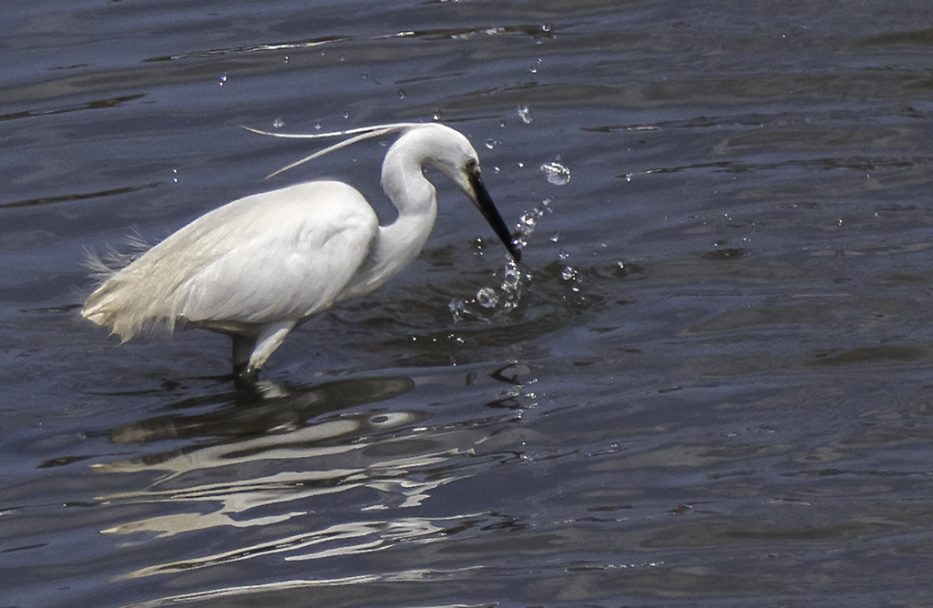 Little Egret Fishing.jpg