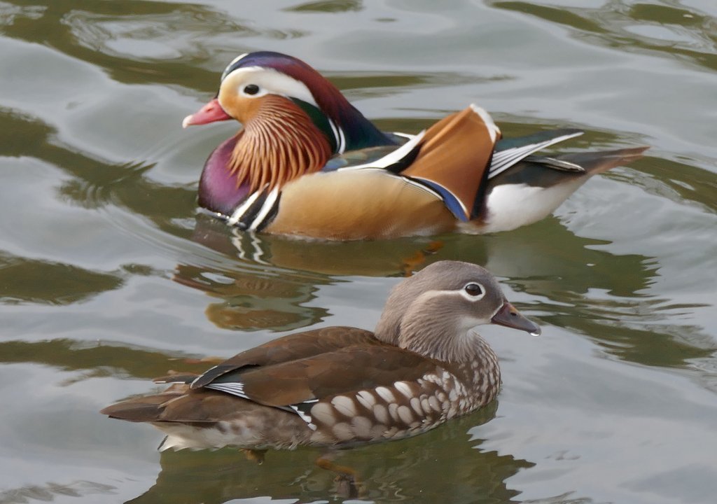 Male and female mandarin ducks.JPG