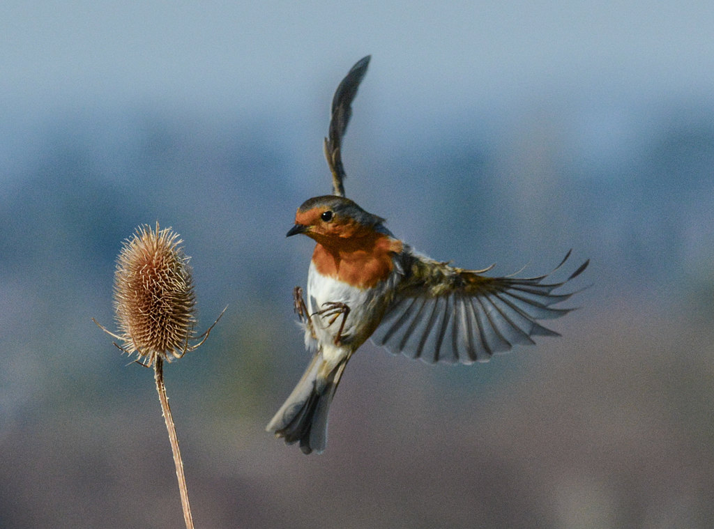 Robin in flight.jpg