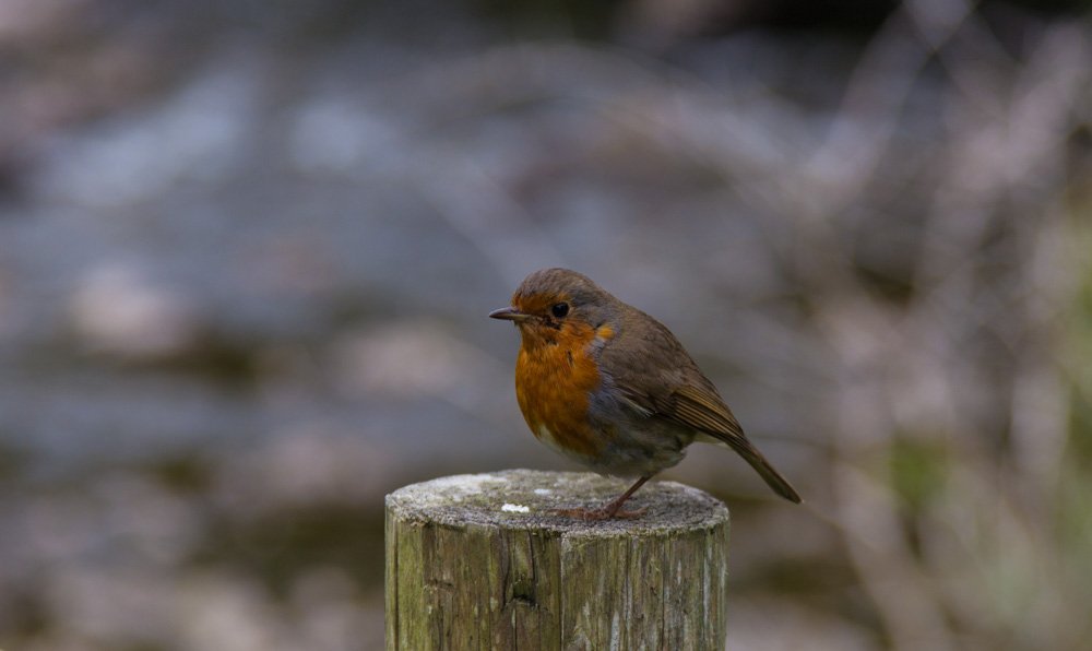 Robin sitting on a post.jpg