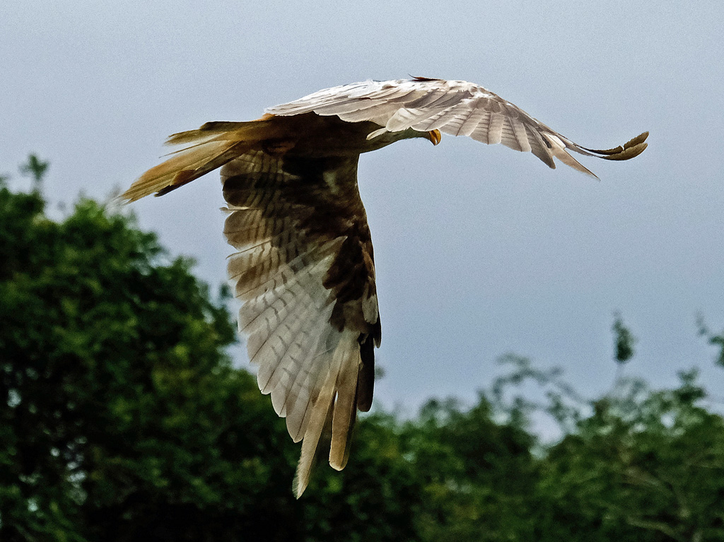 albino red kite.jpg