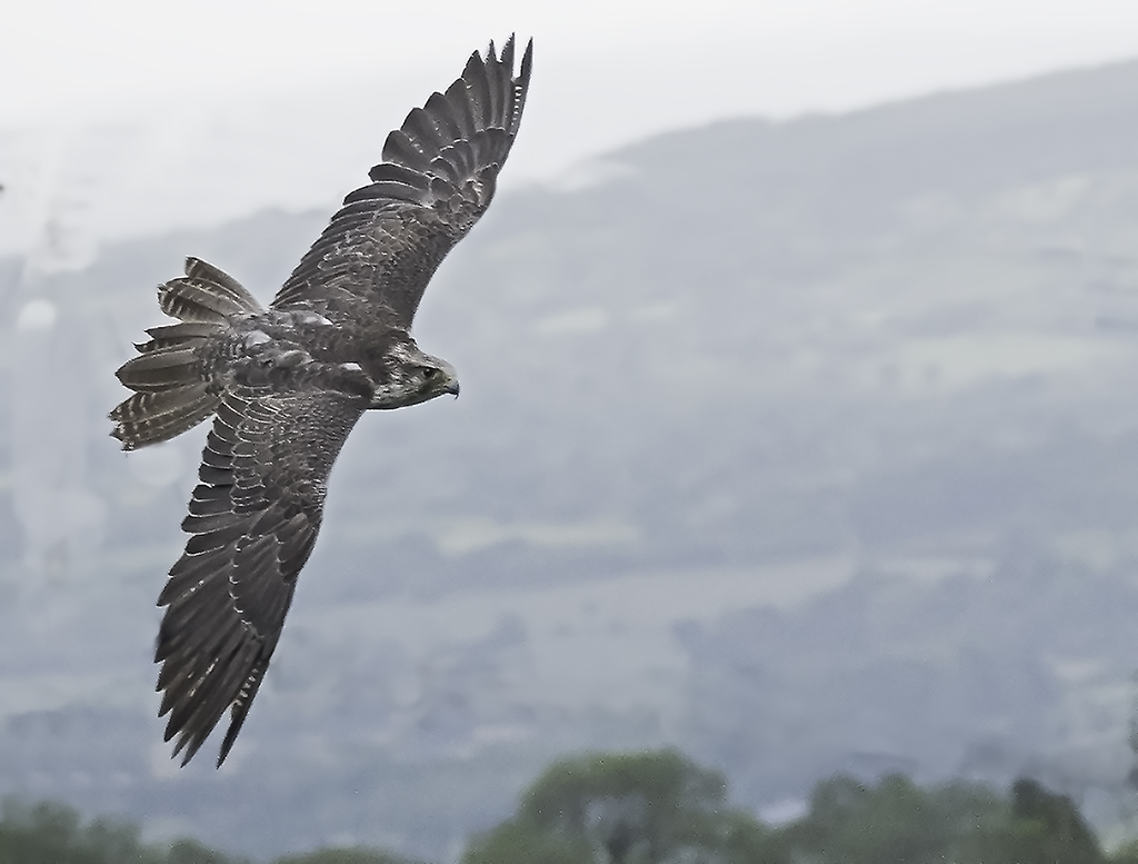 gyr Falcon over Shropshire Hills.jpg