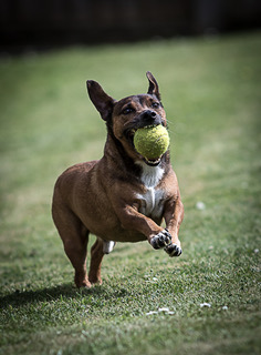 Ball Boy.jpeg