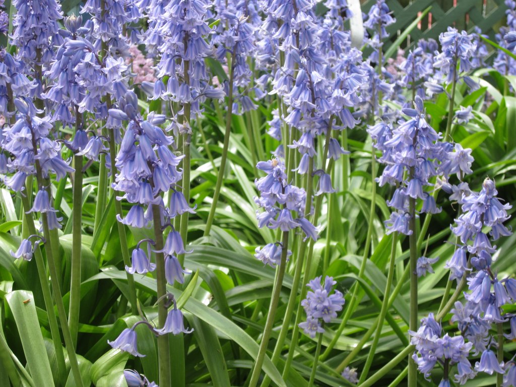 Bluebells in the spring.JPG