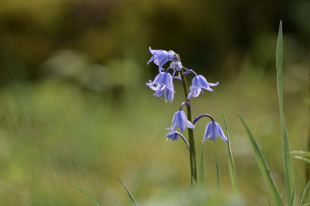 Bluebells.jpg