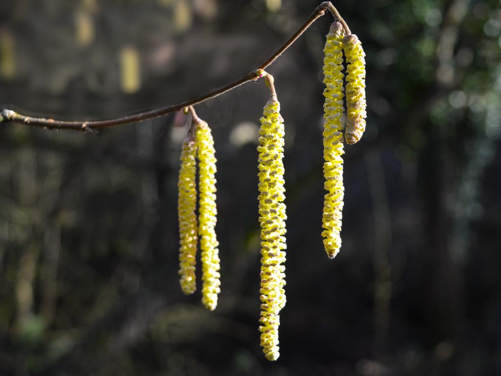 Catkins.jpg