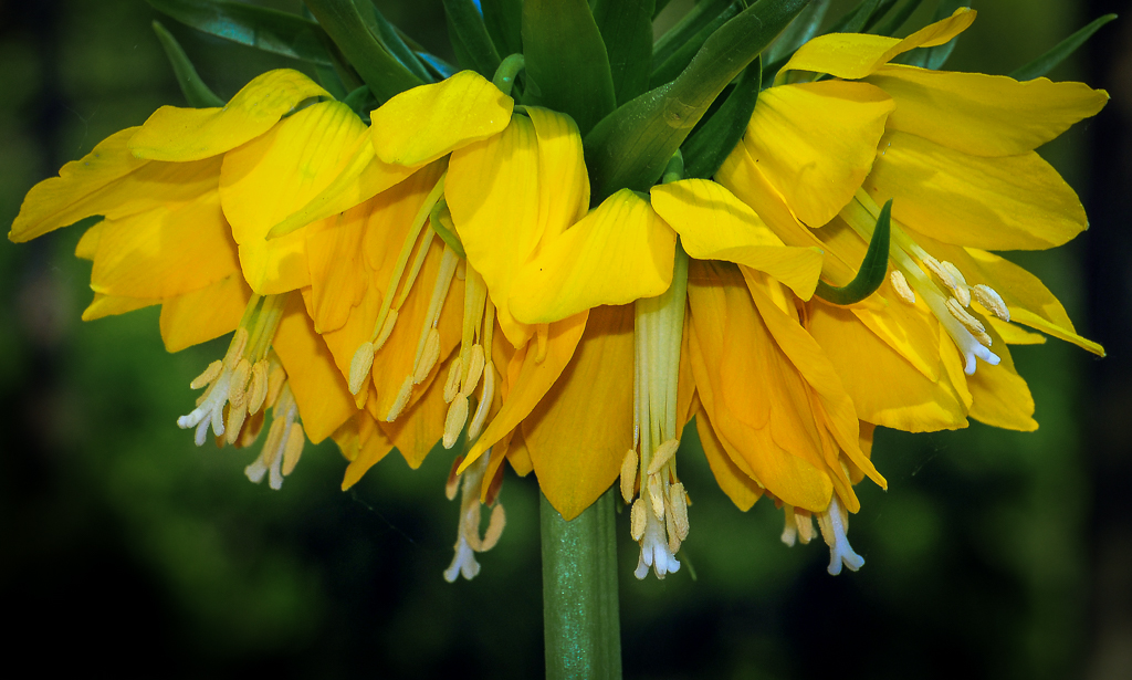 Crown Imperial.jpg