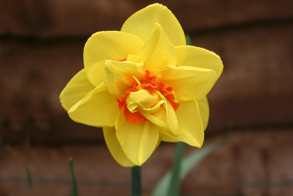 Double Daffodil.jpg