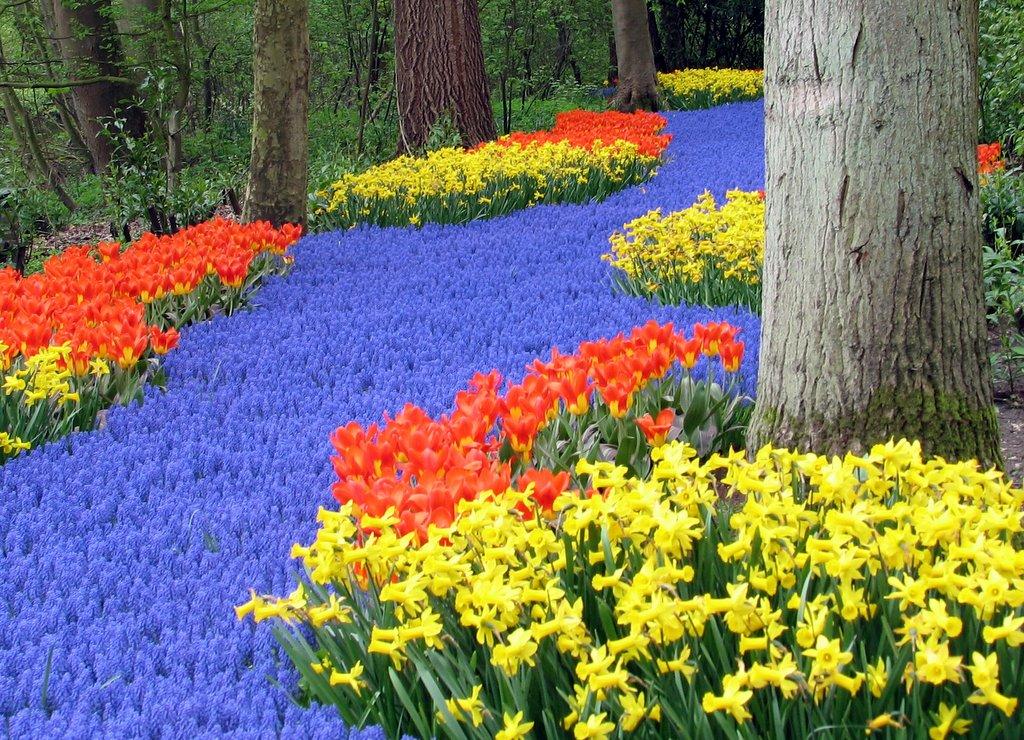 Dutch Spring.jpg