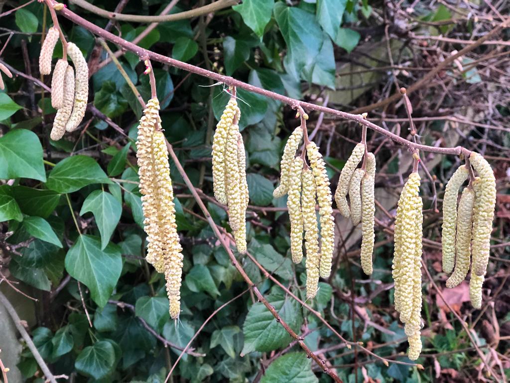 Early Catkins.jpg