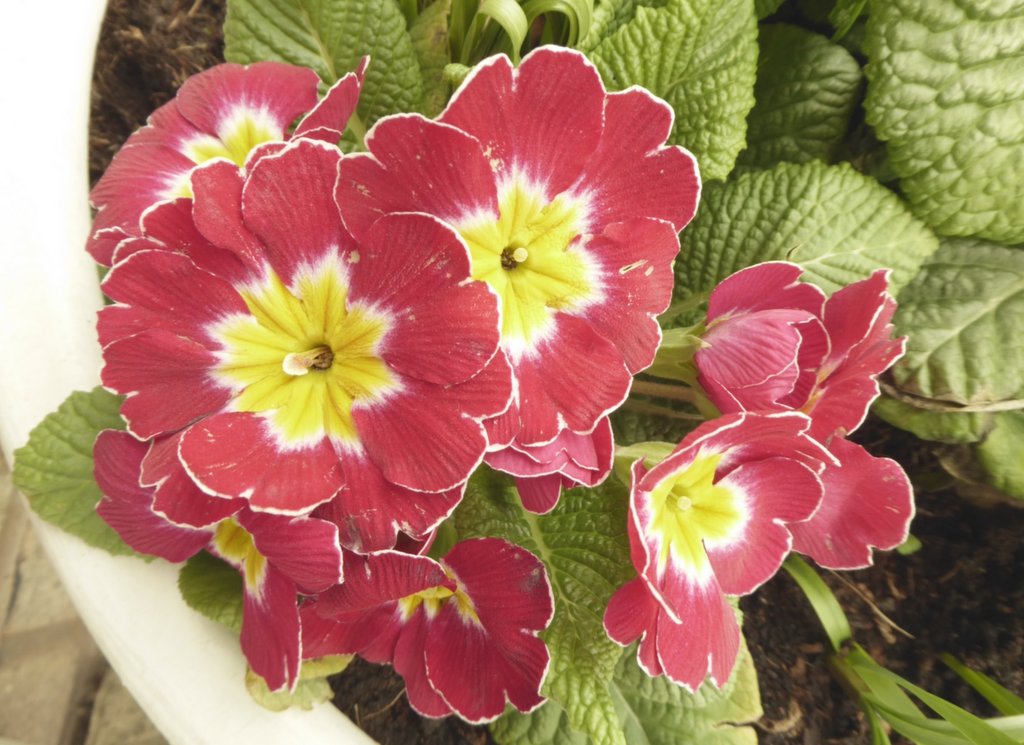 Pink  primroses.jpg