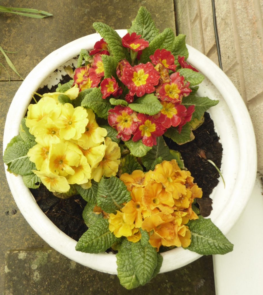 Pink ,yellow and gold polyanthus.jpg