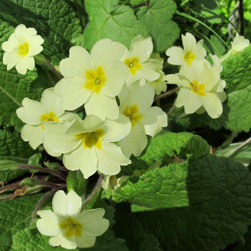 Primroses in my garden.jpg